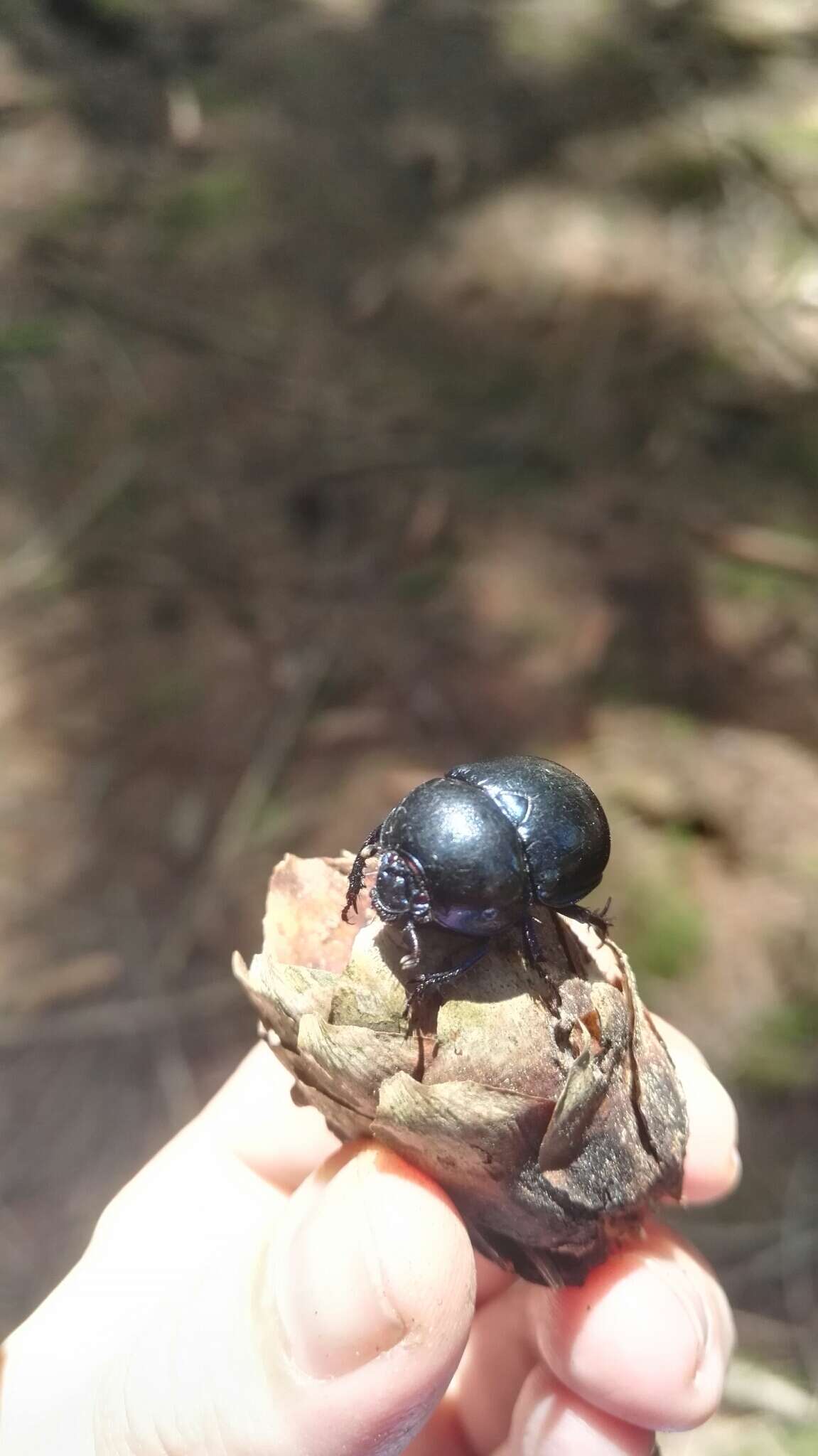 Image of Trypocopris vernalis (Linnaeus 1758)