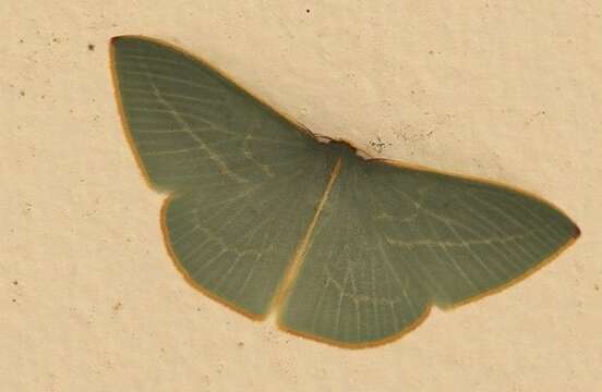 Image of Chlorocoma carenaria Guenée 1857