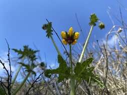 Image of Loasa tricolor Weinm.