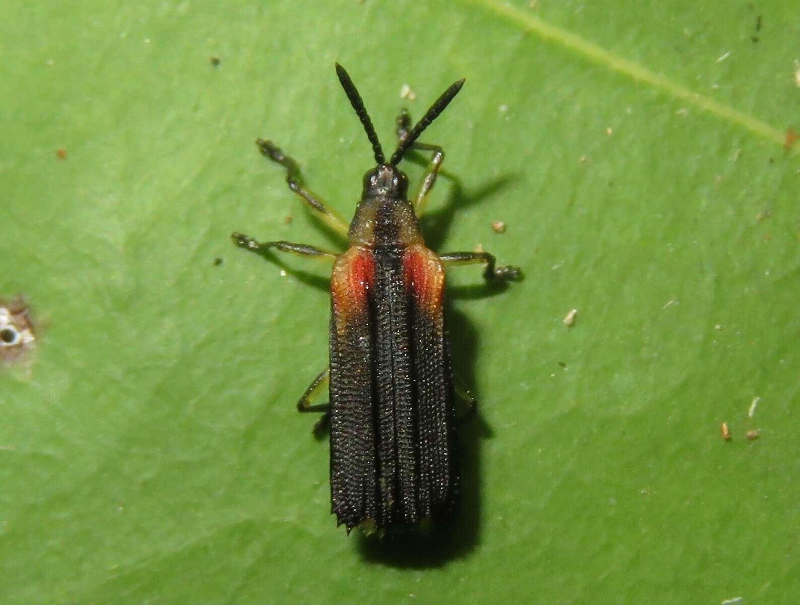 Heterispa vinula (Erichson 1847)的圖片