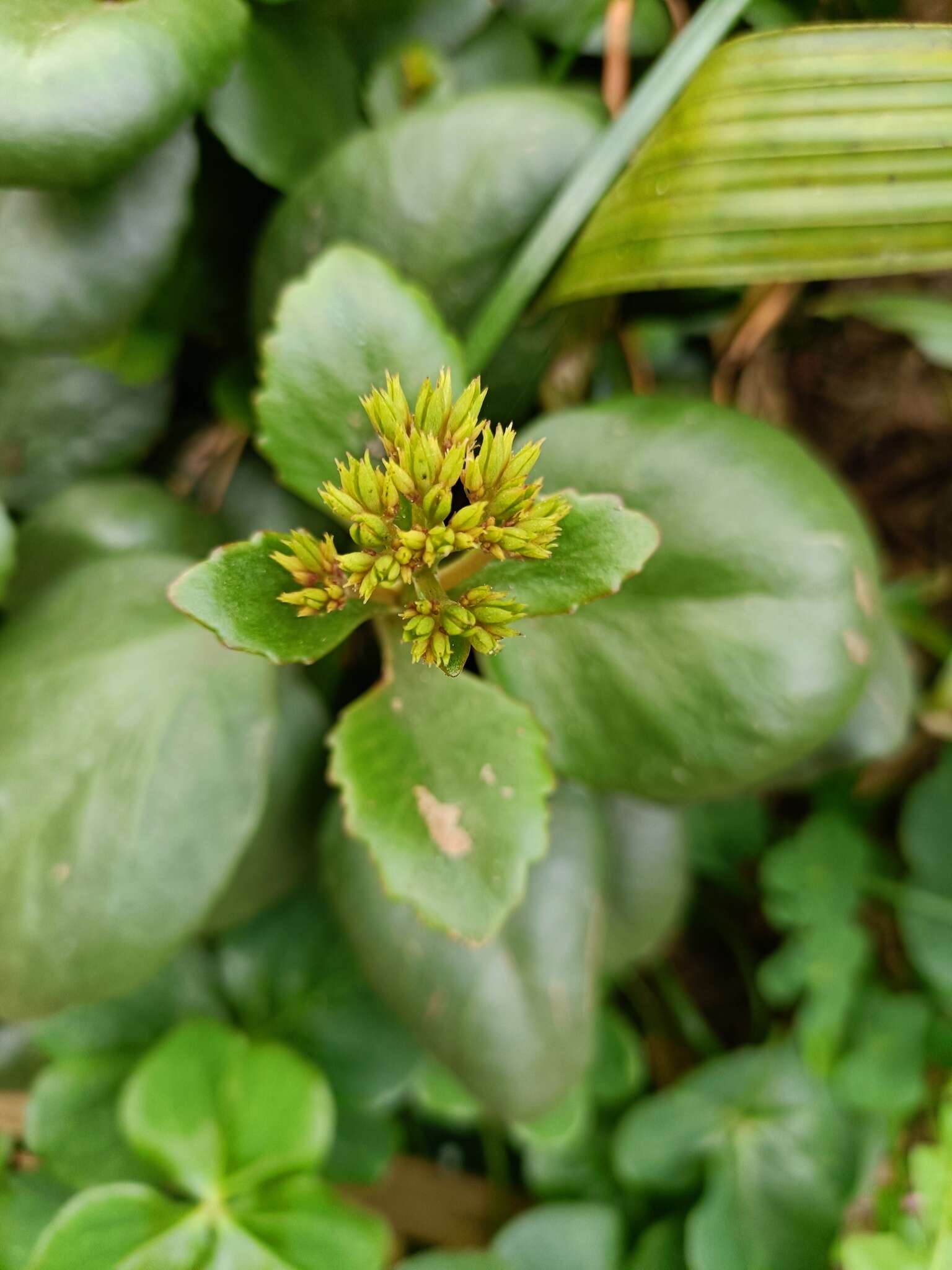 Image of Madagascar widow's-thrill