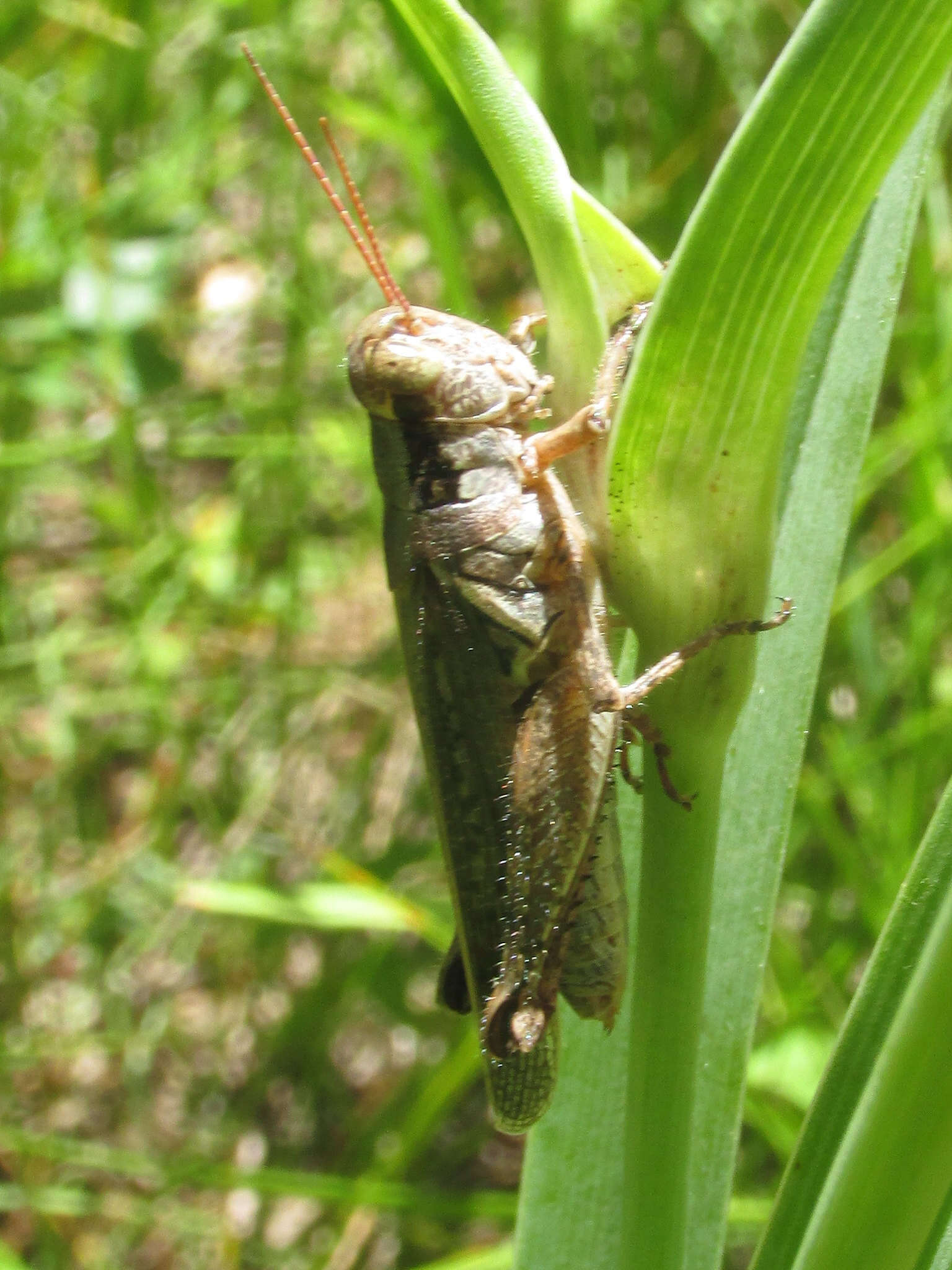 Слика од Melanoplus foedus fluviatilis Bruner & L. 1897