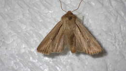 Image of shoulder-striped wainscot