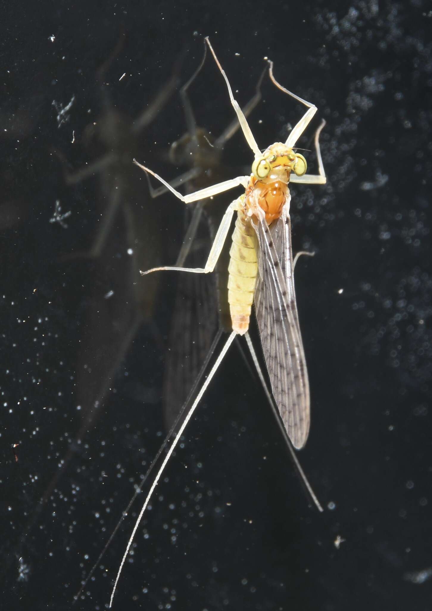 Image of Leucrocuta thetis (Traver 1935)