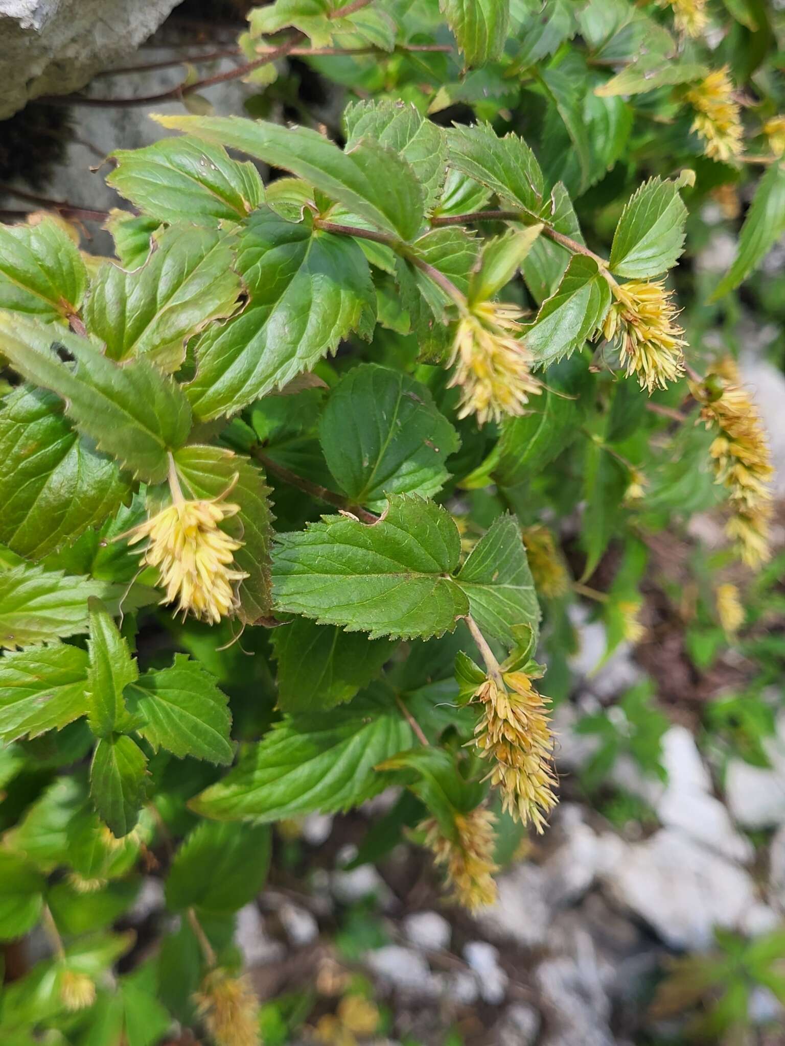 Imagem de Paederota lutea Scop.