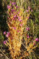 Image of Centaurium littorale subsp. compressum (Hayne) J. Kirschner