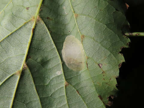 Image of Phyllonorycter issikii (Kumata 1963)