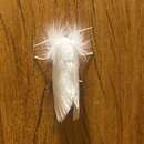 Image of White Flannel Moth