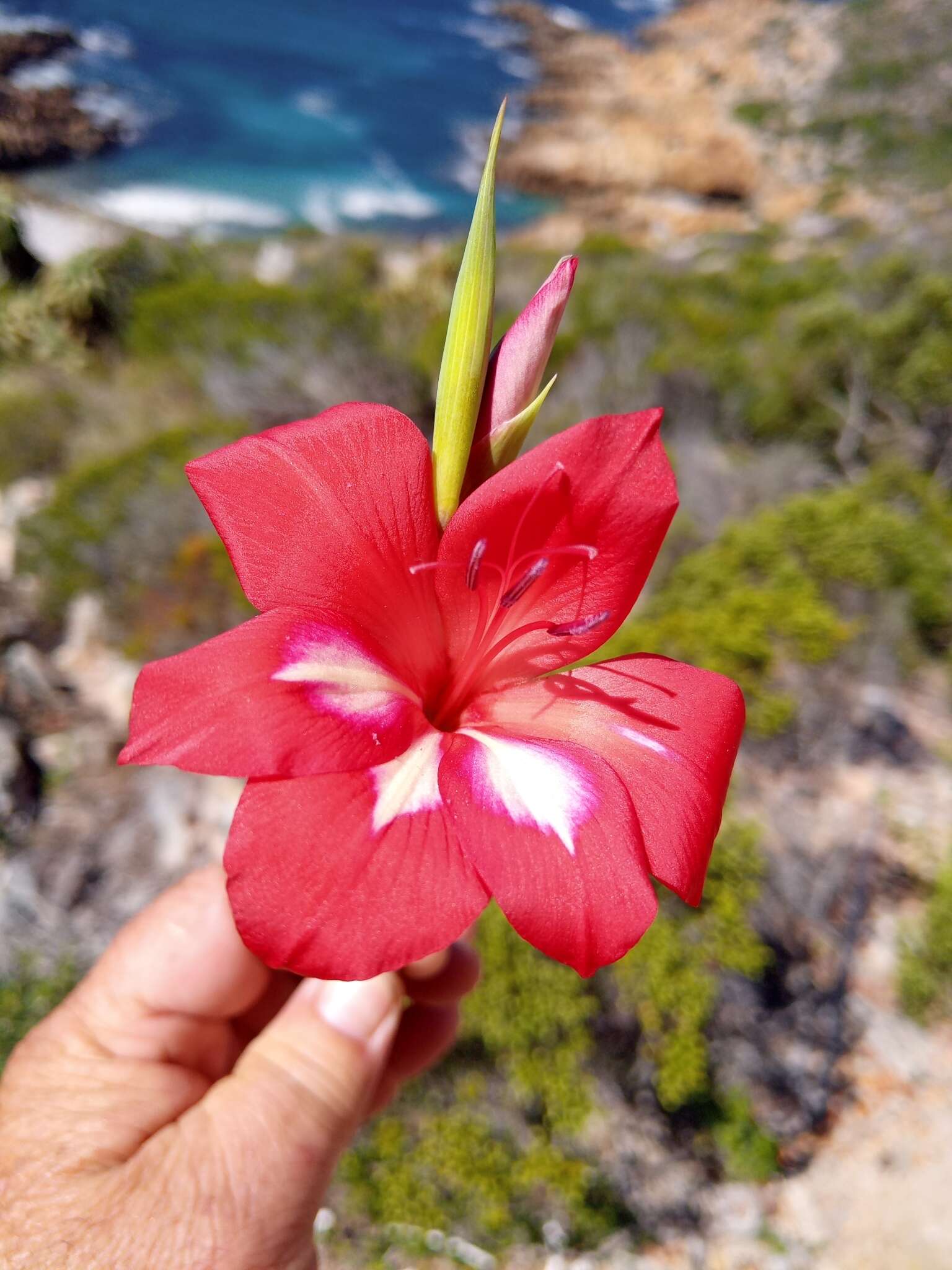 Слика од Gladiolus carmineus C. H. Wright