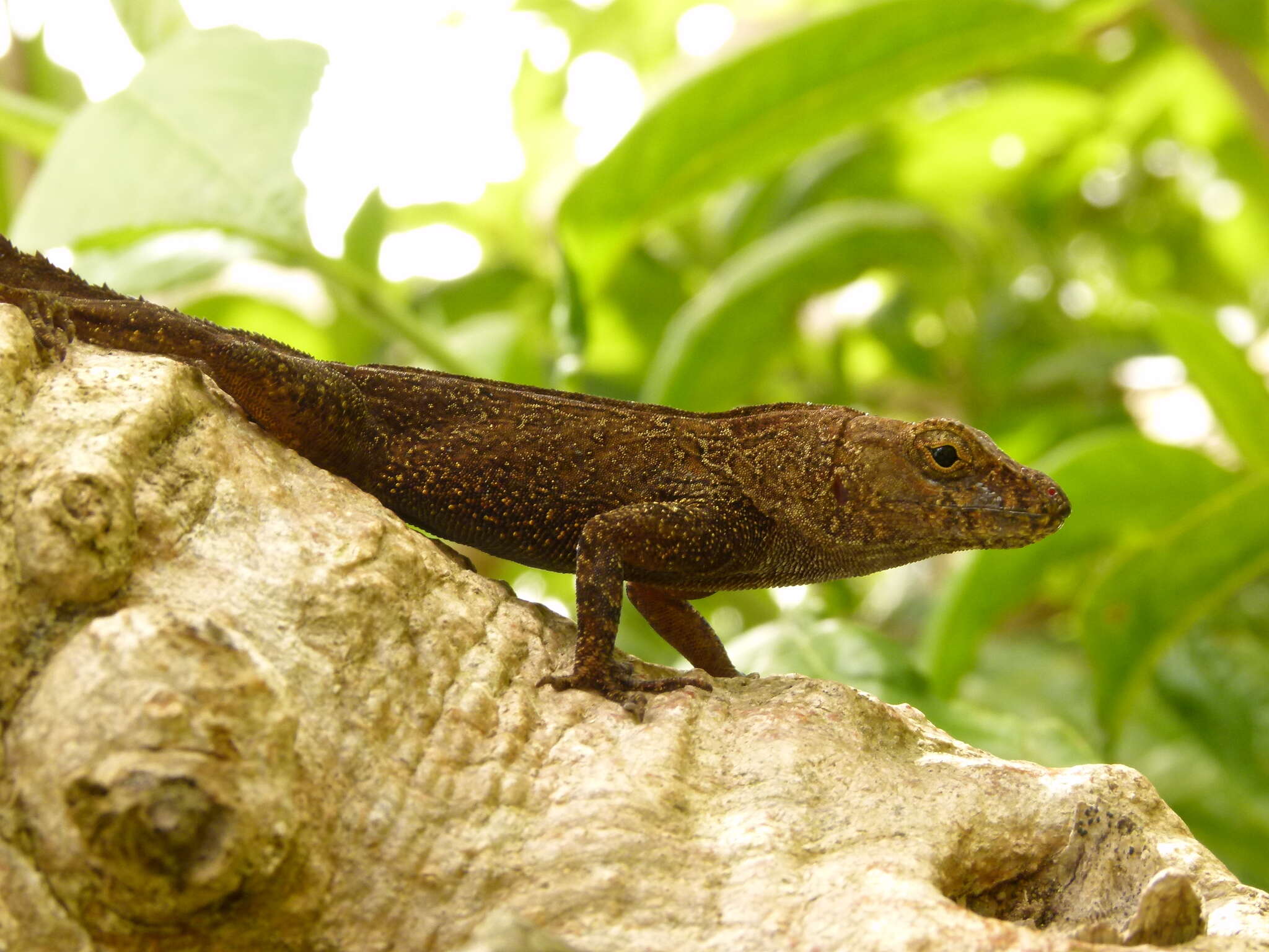 Image of Anolis cristatellus cristatellus Duméril & Bibron 1837