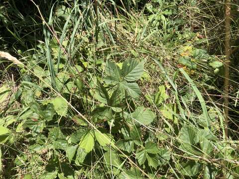 Plancia ëd Rubus heterophyllus Willd.