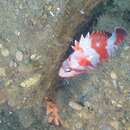Image of Redbanded rockfish
