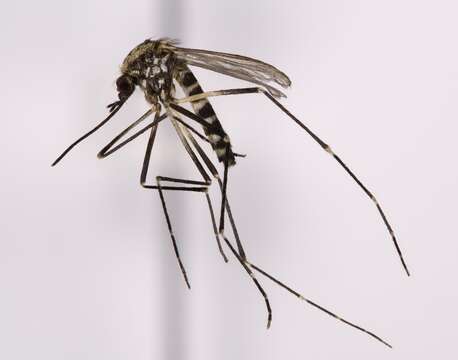 Image of Aedes atropalpus (Coquillett 1902)