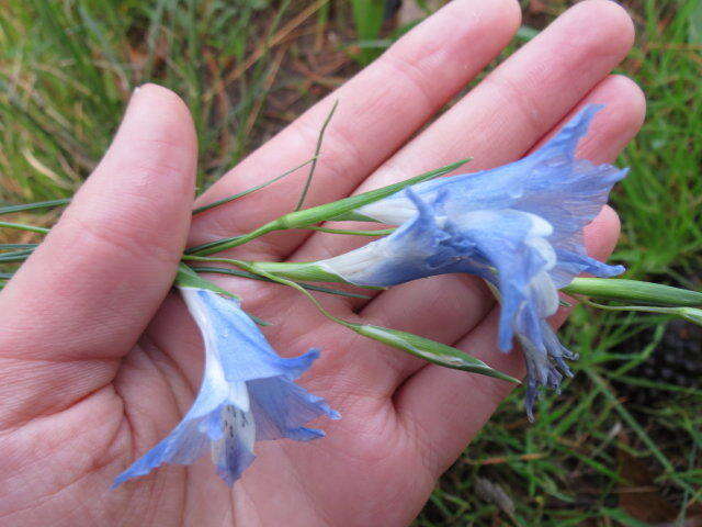 Imagem de Gladiolus gracilis Jacq.