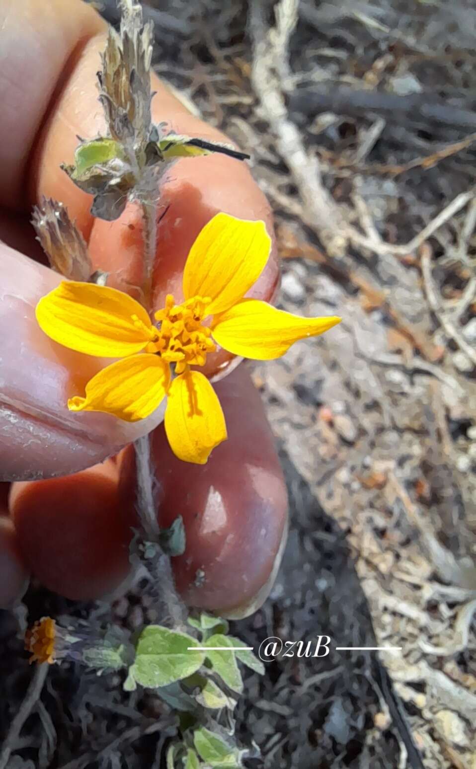 Image of annual bushsunflower