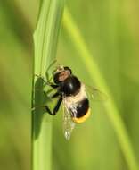 Image of Eristalis oestracea (Linnaeus 1758)