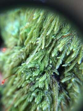 Image of hypnum moss