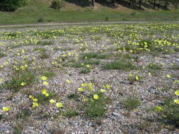 Image of Papaver popovii Siplivinskii