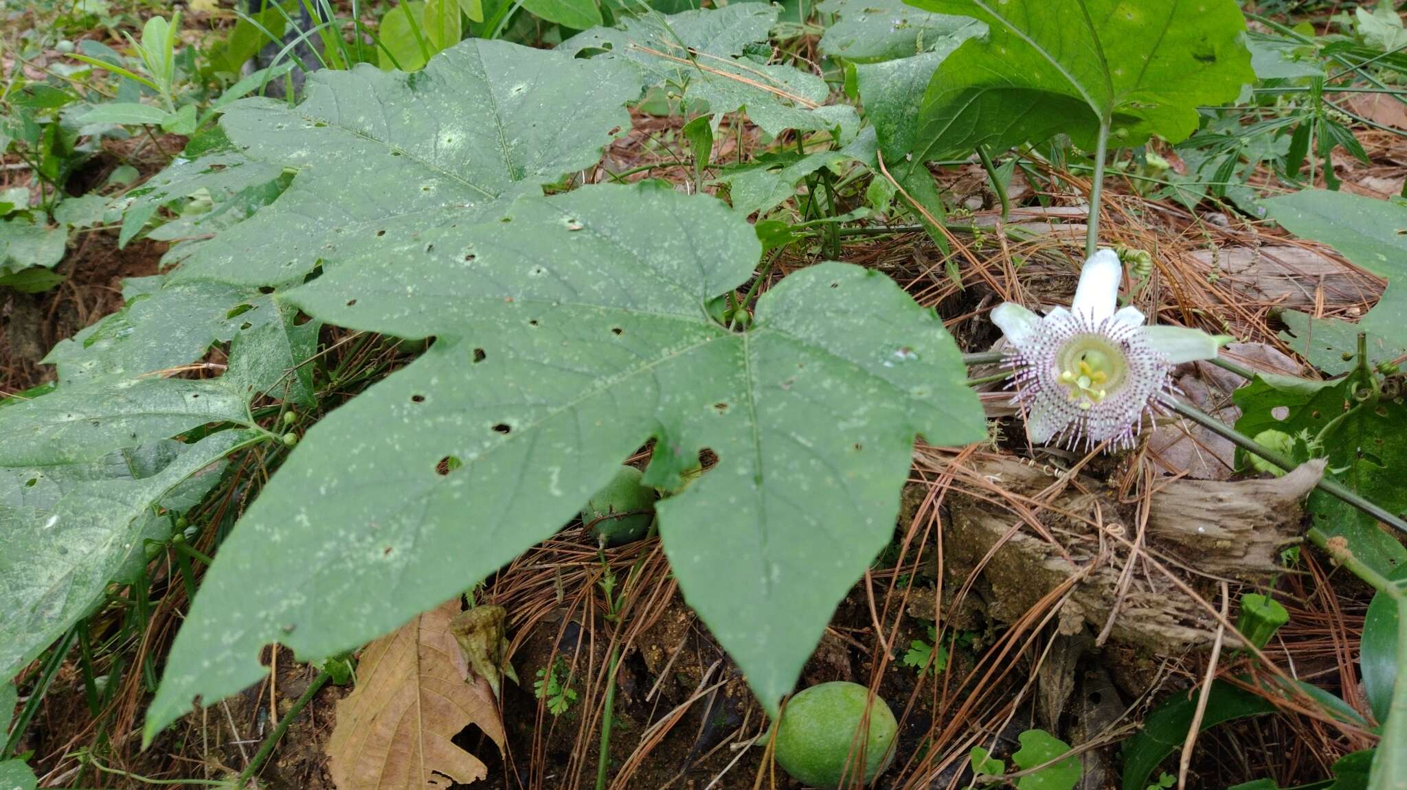 Image of Passiflora adenopoda