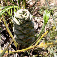 Macrozamia plurinervia (L. A. S. Johnson) D. L. Jones resmi