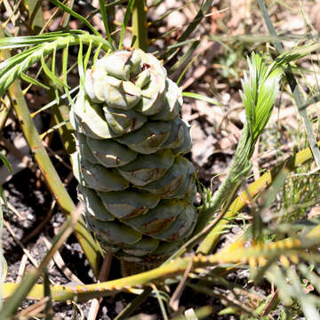 Image of Cycad