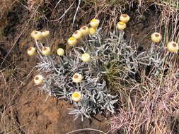 Imagem de Helichrysum swynnertonii S. Moore