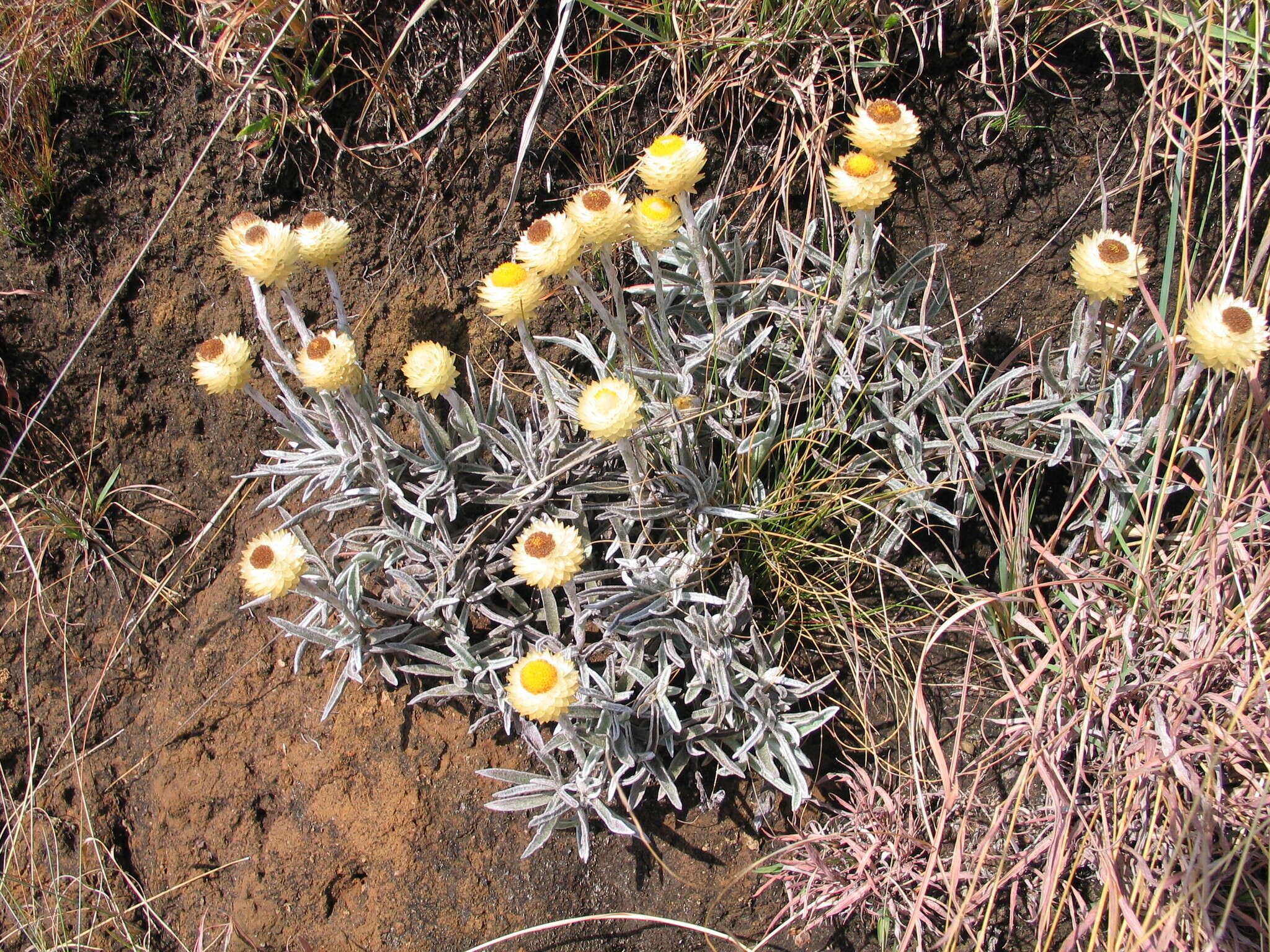 Imagem de Helichrysum swynnertonii S. Moore