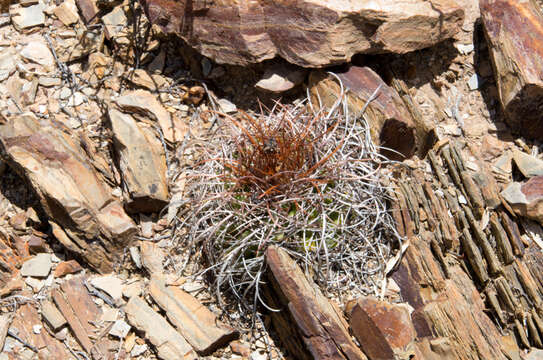 Image of Parodia maassii (Heese) A. Berger