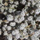 Acanthophyllum mucronatum C. A. Mey.的圖片