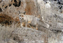 Image of Turkmenian fox