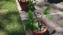 Image of Plumeria rubra f. rubra