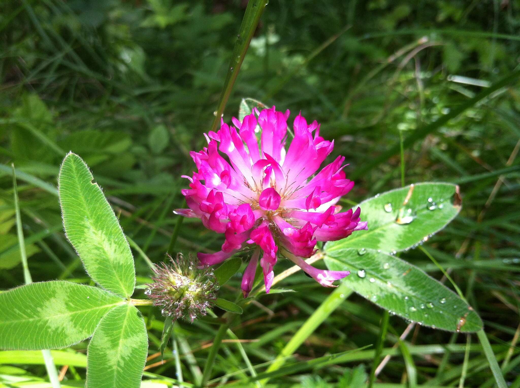 Imagem de Trifolium medium L.