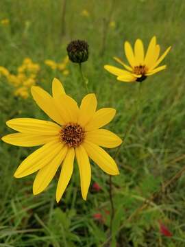 Image of stiff sunflower