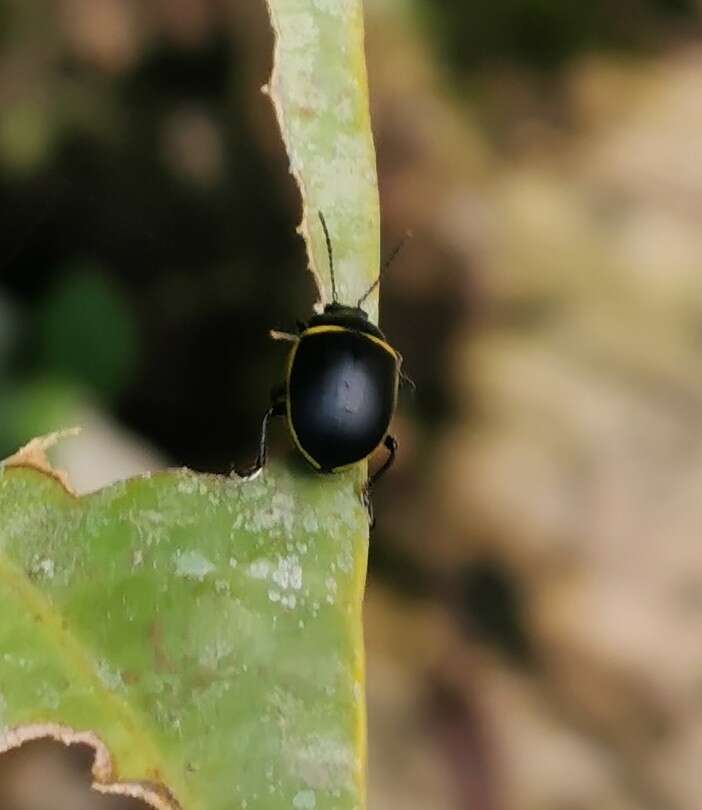 صورة Cosmogramma Erichson 1847