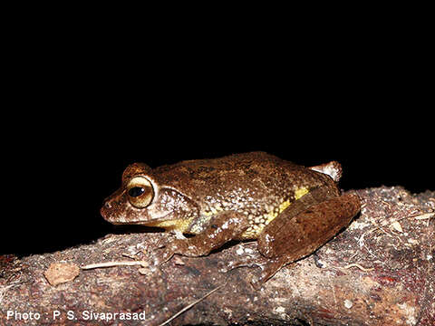 Image of Munnar bush frog