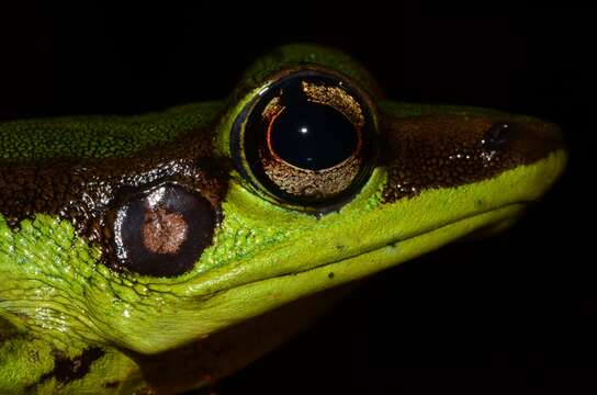 صورة Amnirana lepus (Andersson 1903)