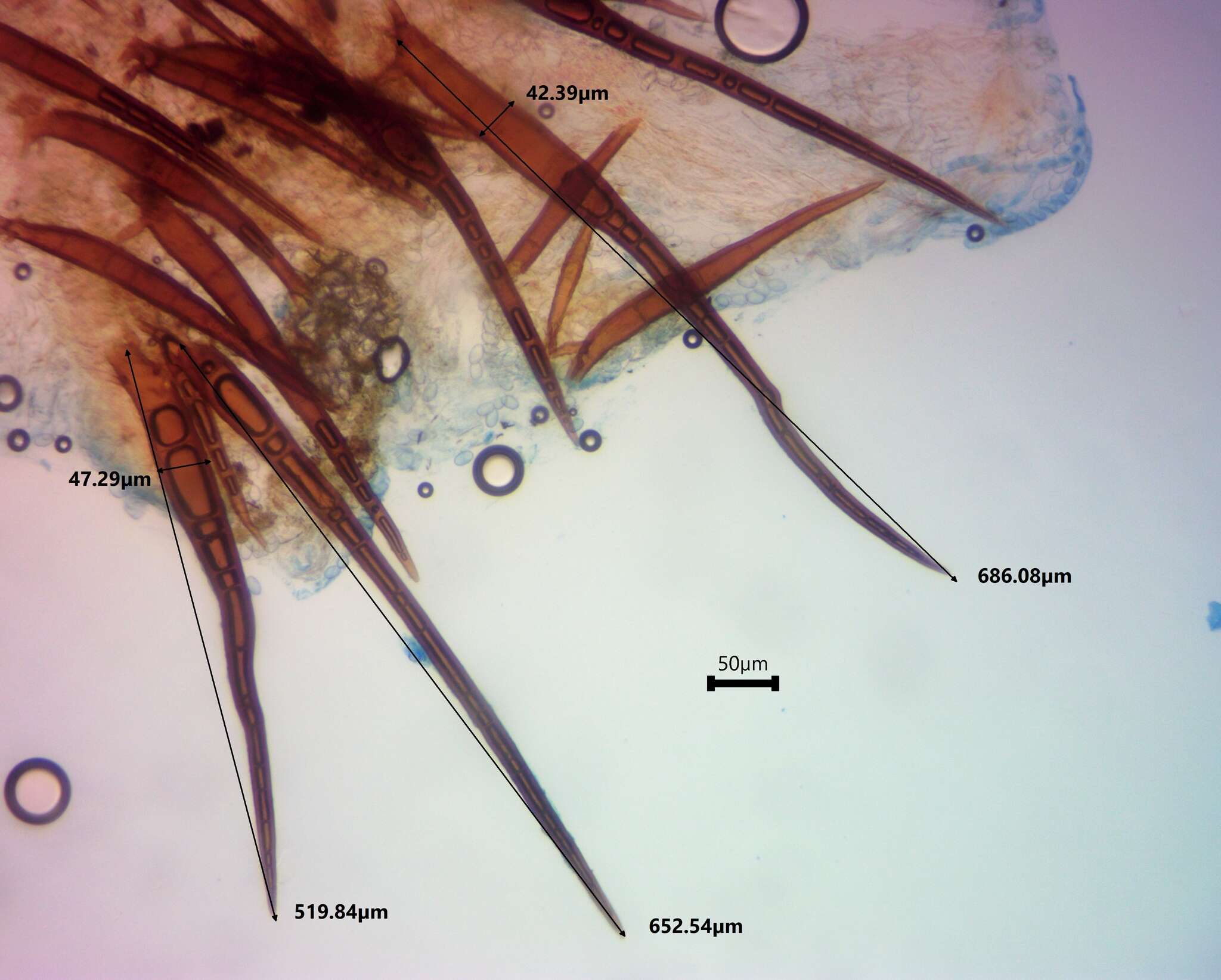 Image of Scutellinia vitreola Kullman 1982