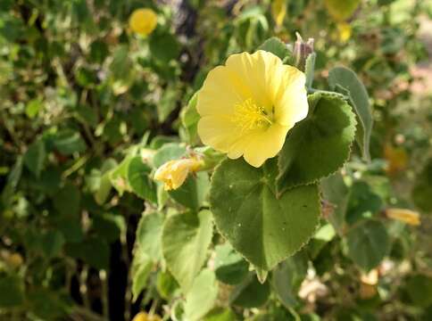 Imagem de Abutilon leucopetalum (F. Müll.) Benth.