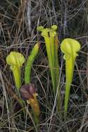 Image of Sarracenia flava var. rugelii (Shuttlew. ex DC.) Mast.