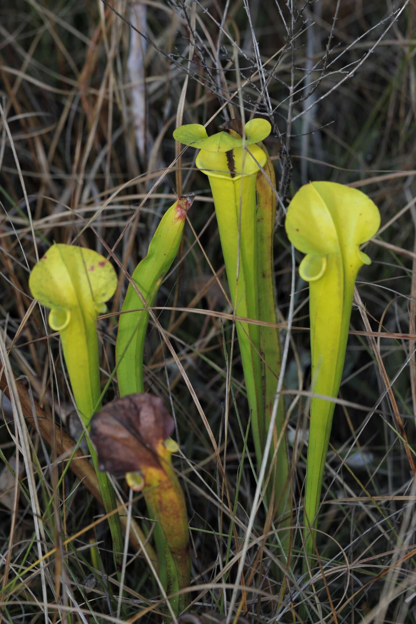 Image of Sarracenia flava var. rugelii (Shuttlew. ex DC.) Mast.