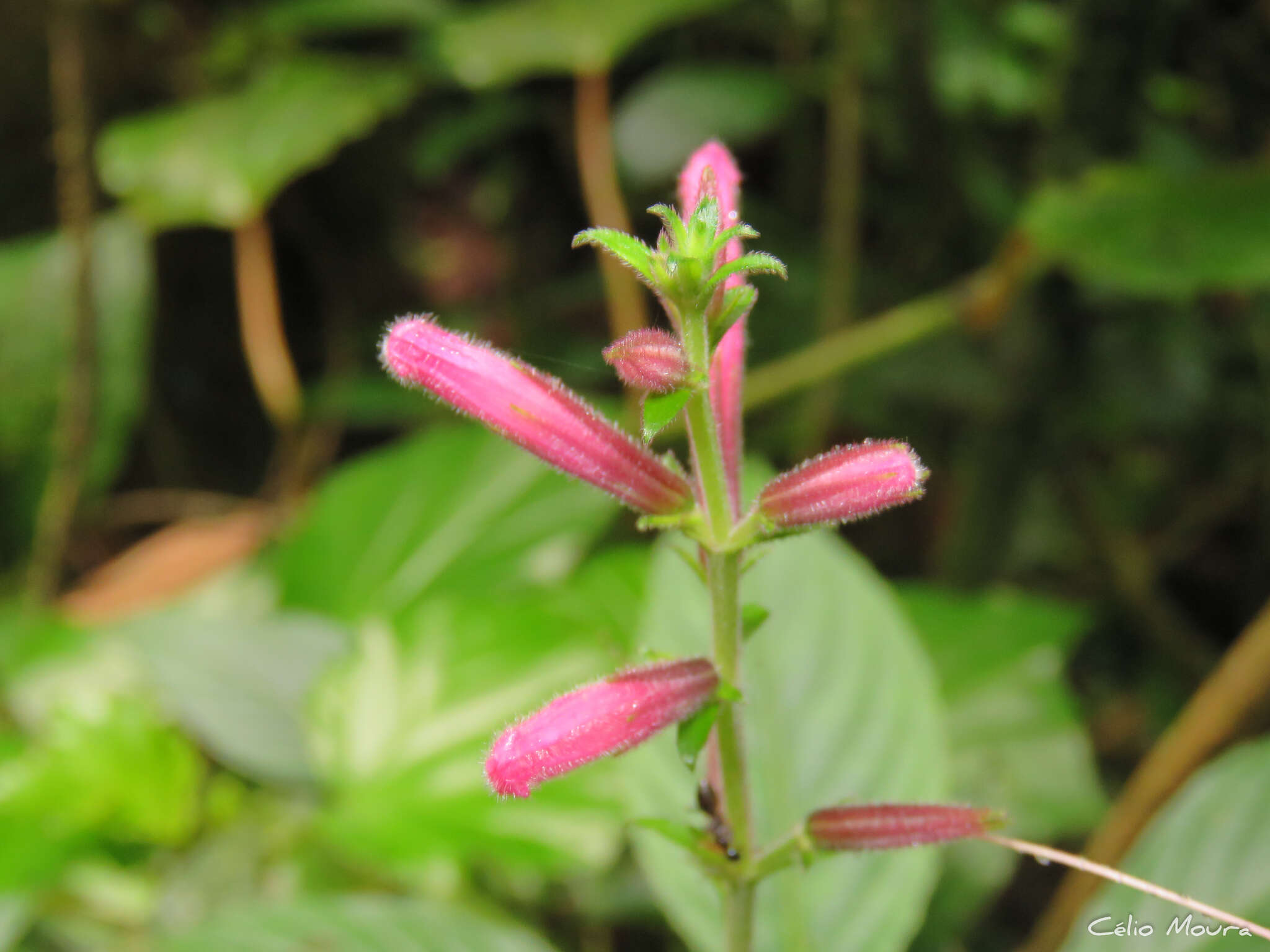 Image of Ruellia cearensis Lindau