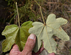 Imagem de Brachychiton chillagoensis G. P. Guymer