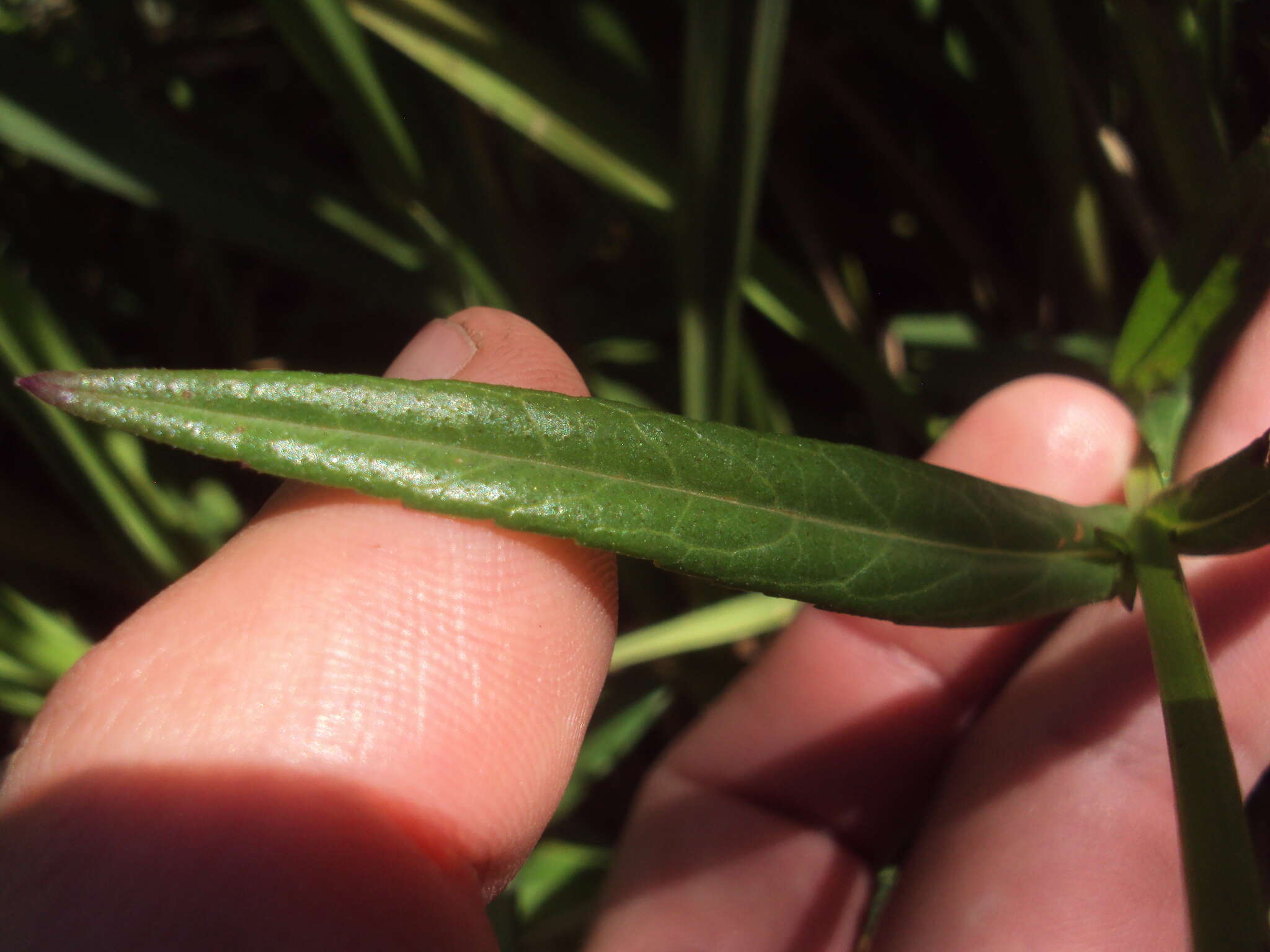 Image of Glandularia sessilis (Cham.) Tronc.