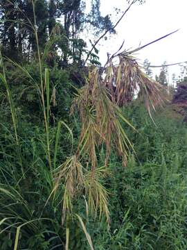 Image of silky kangaroo grass