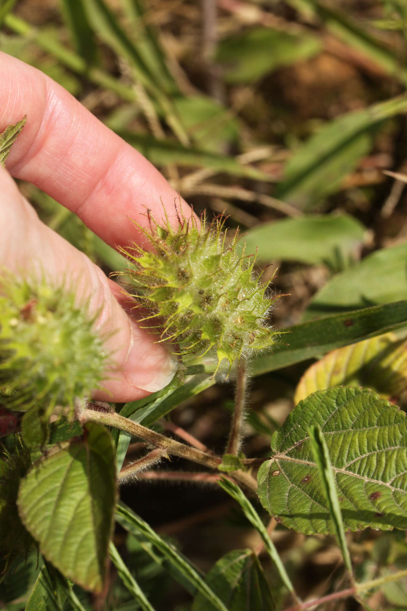 Image de Acalypha aristata Kunth