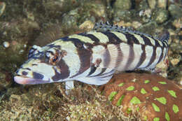 Image of Reticulated sandperch