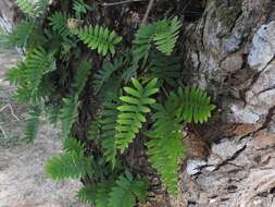 Image of resurrection fern