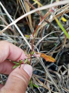 Image of Florida false buttonweed