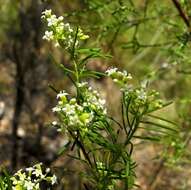 Image of Platysace ericoides (Sieb. ex DC.) C. Norman