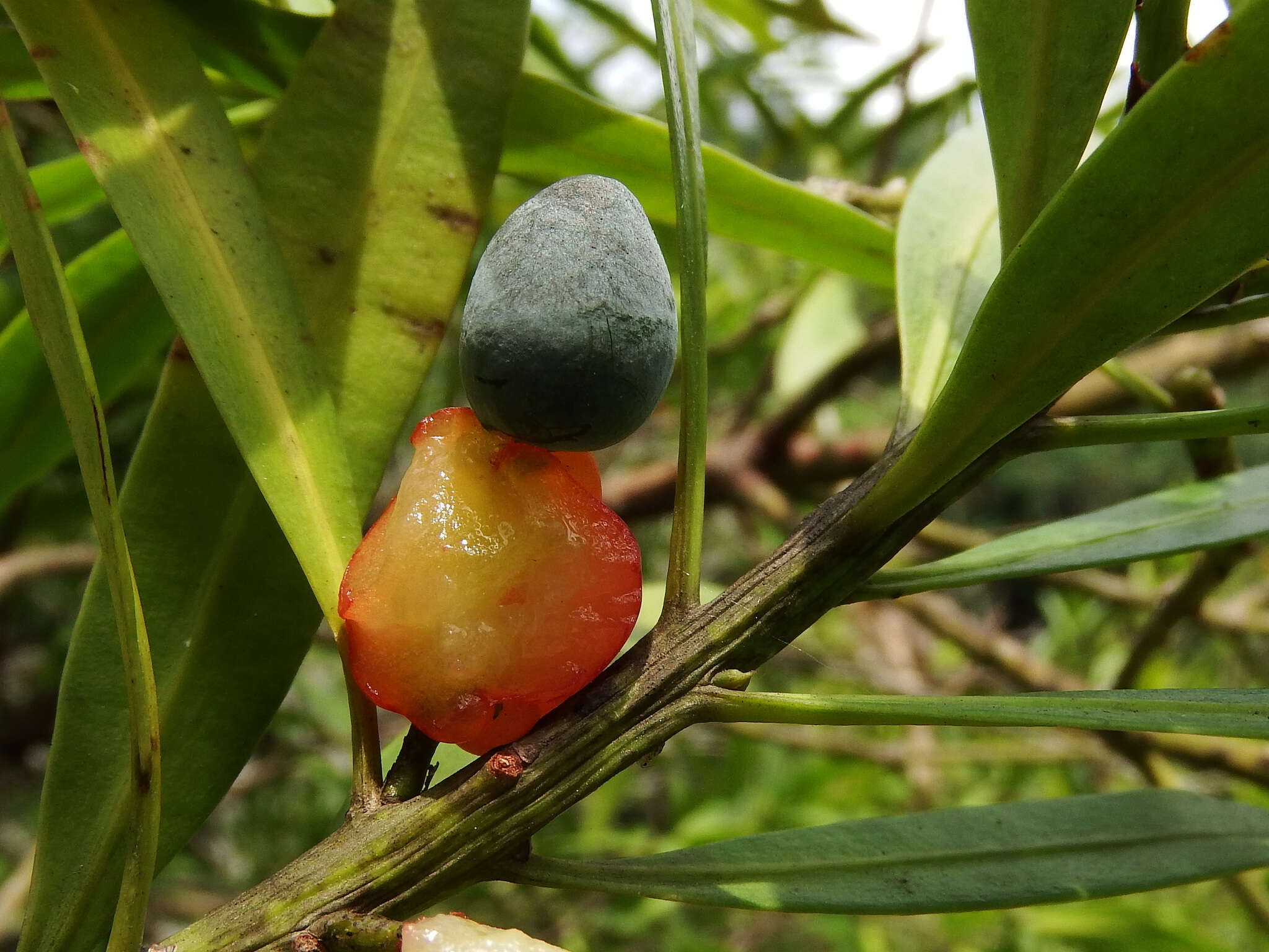 Podocarpus nakaii Hayata resmi